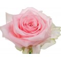 Τριαντάφυλλο Ροζ Dolomiti ΛΟΥΛΟΥΔΙΑ 